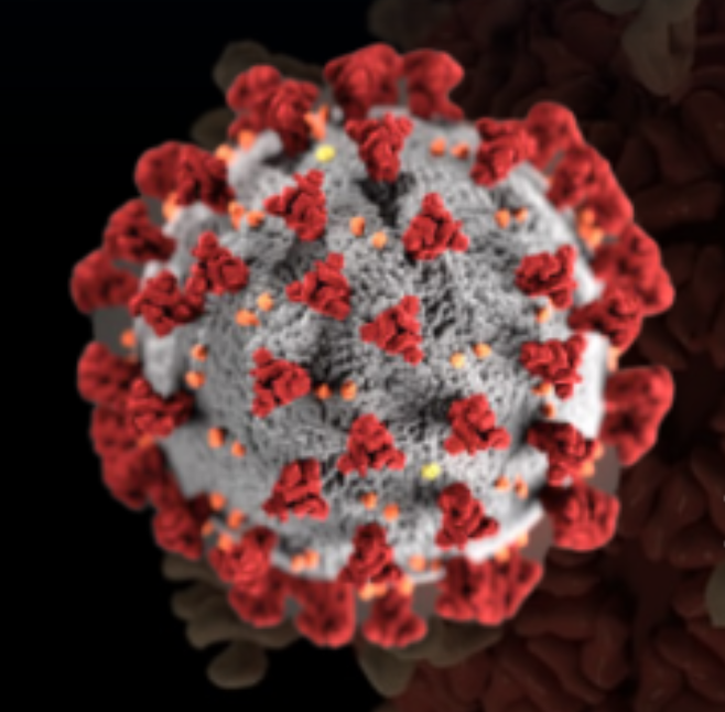 point coronavirus