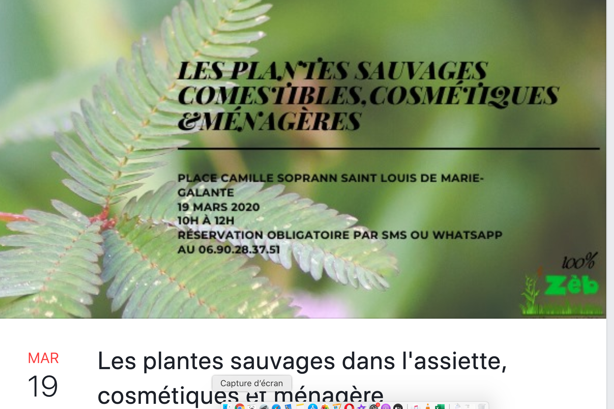 plante marie galante