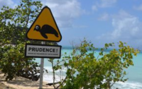 Une tortue percutée par un chauffard à Folle Anse